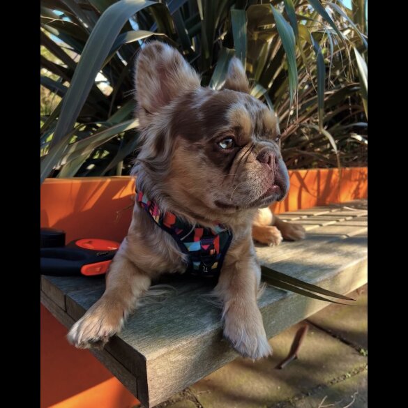 French Bulldog