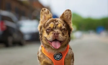 French Bulldog