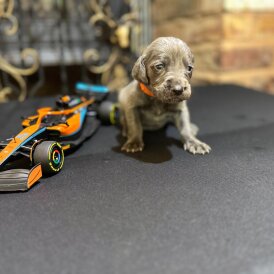 Weimaraner