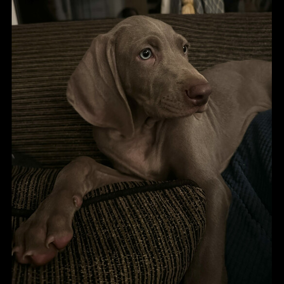 Weimaraner