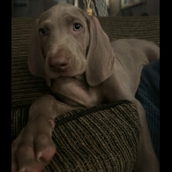 Weimaraner