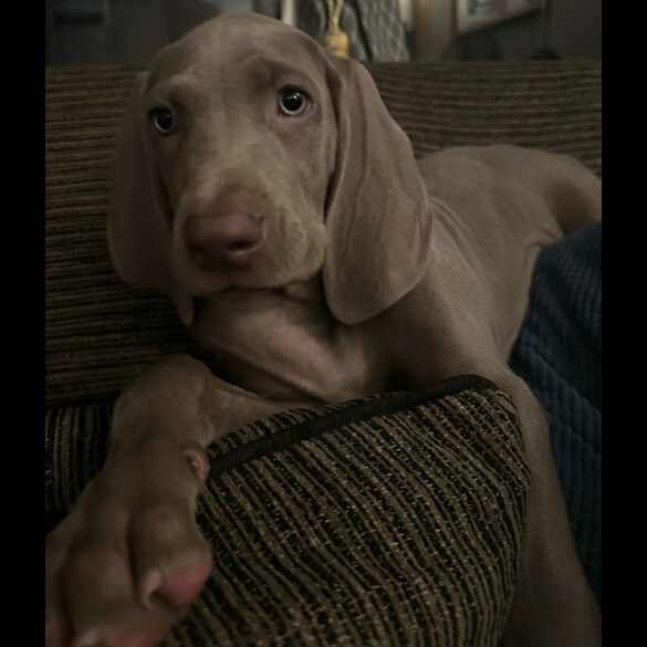 Weimaraner