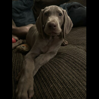 Weimaraner