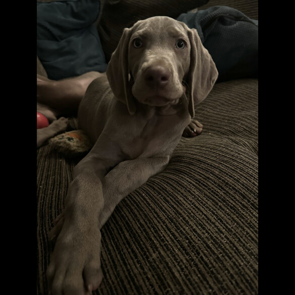 Weimaraner