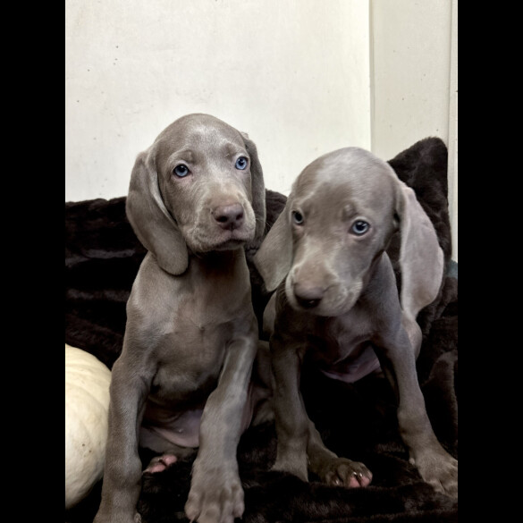 Weimaraner