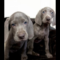 Weimaraner
