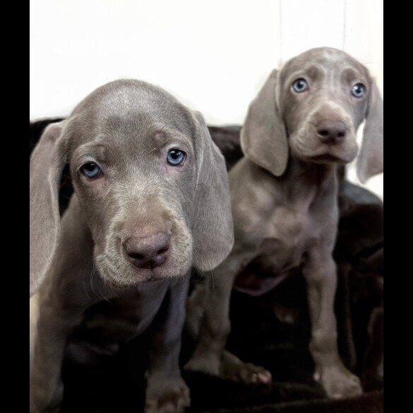 Weimaraner