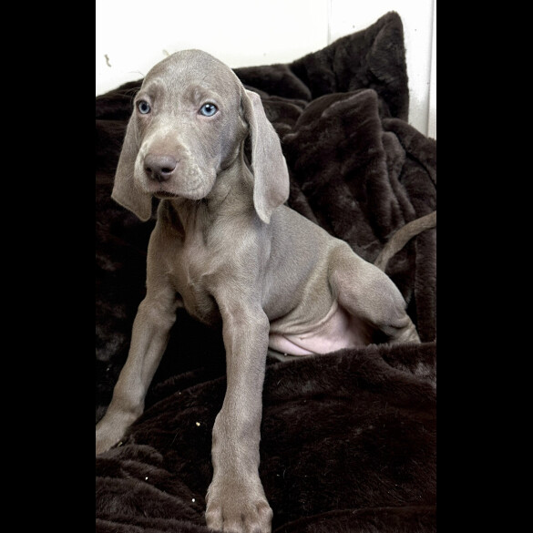 Weimaraner