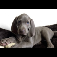 Weimaraner