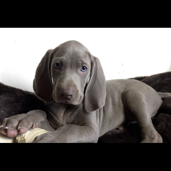 Weimaraner