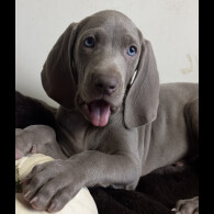 Weimaraner