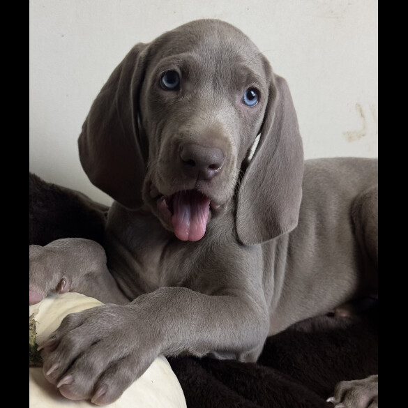 Weimaraner
