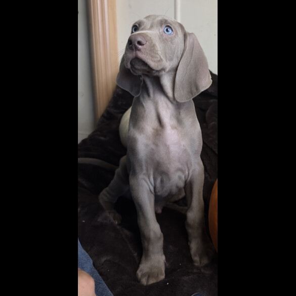 Weimaraner