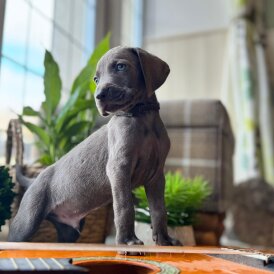 Weimaraner