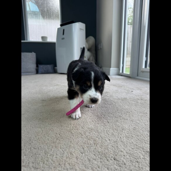 Welsh Collie