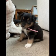 Welsh Collie