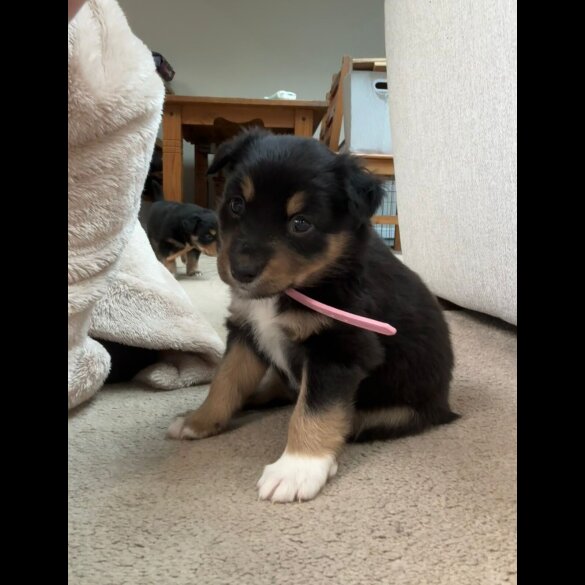 Welsh Collie