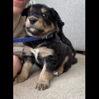 Welsh Collie