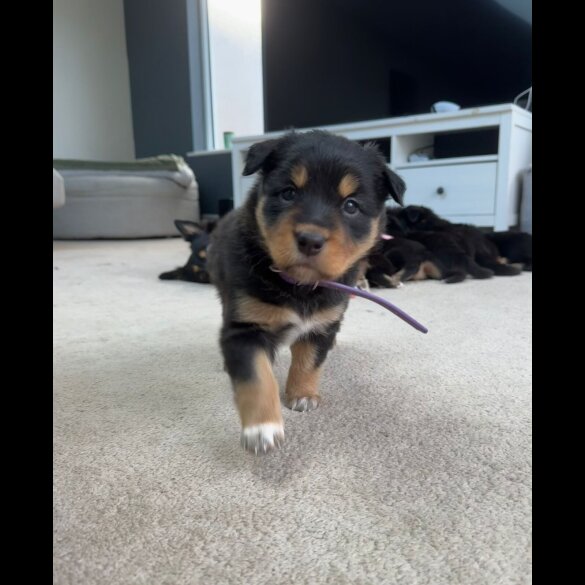 Welsh Collie