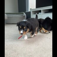 Welsh Collie