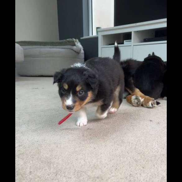 Welsh Collie