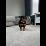 Welsh Collie