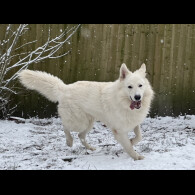 White Swiss Shepherd Dog