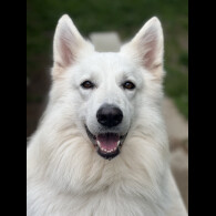 White Swiss Shepherd Dog