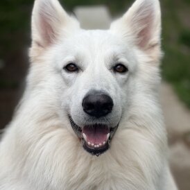 White Swiss Shepherd Dog