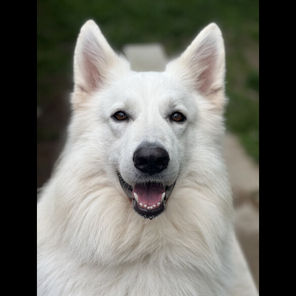 White Swiss Shepherd Dog