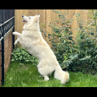 White Swiss Shepherd Dog