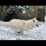 White Swiss Shepherd Dog