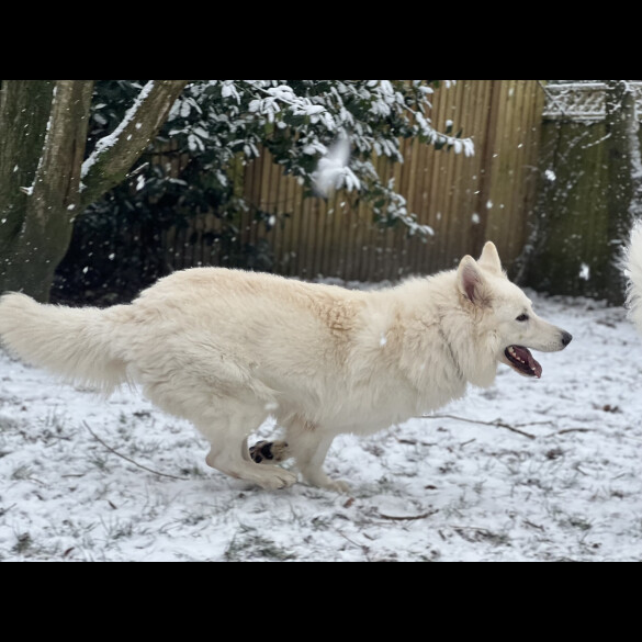 White Swiss Shepherd Dog