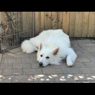 White Swiss Shepherd Dog