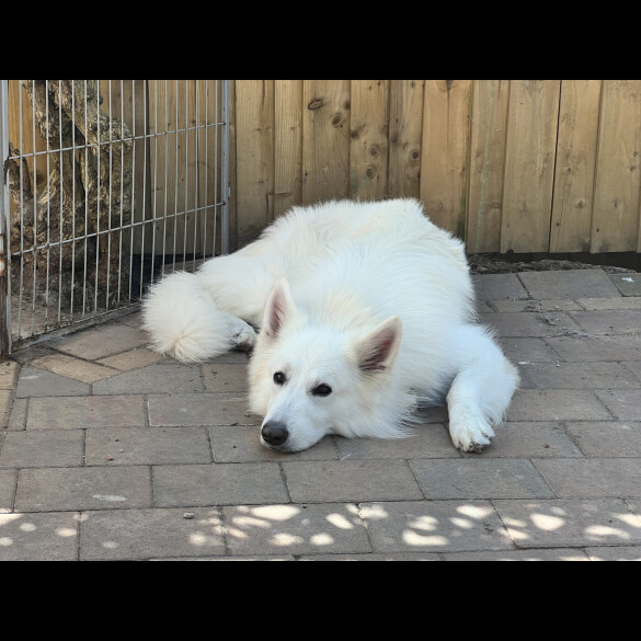 White Swiss Shepherd Dog