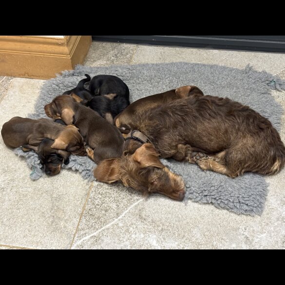 Dachshund (Wire Haired)