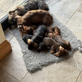 Dachshund (Wire Haired)