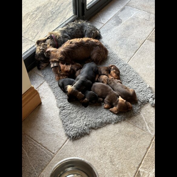 Dachshund (Wire Haired)