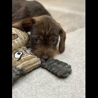 Dachshund (Wire Haired)