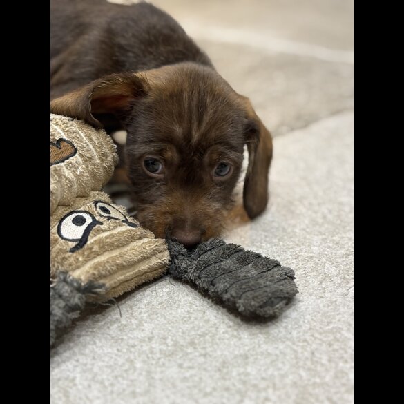Dachshund (Wire Haired)