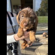 Dachshund (Wire Haired)