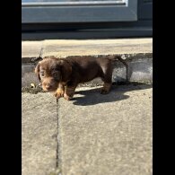 Dachshund (Wire Haired)
