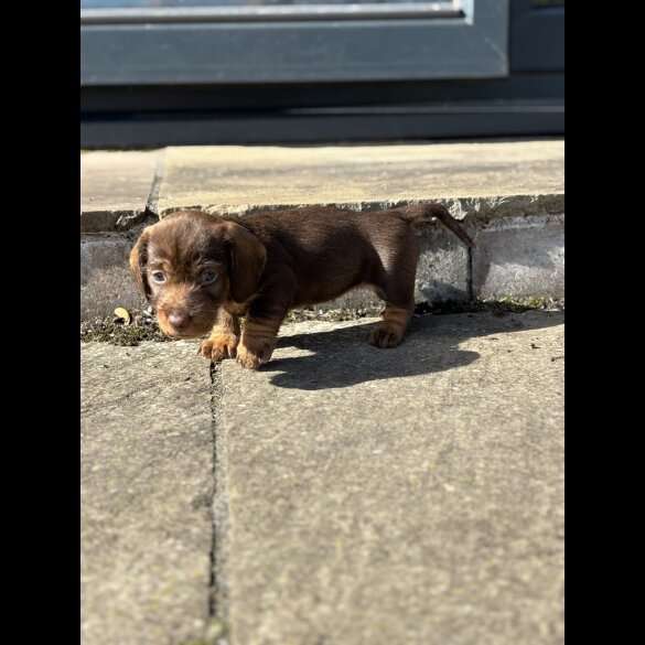 Dachshund (Wire Haired)