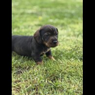 Dachshund (Wire Haired)