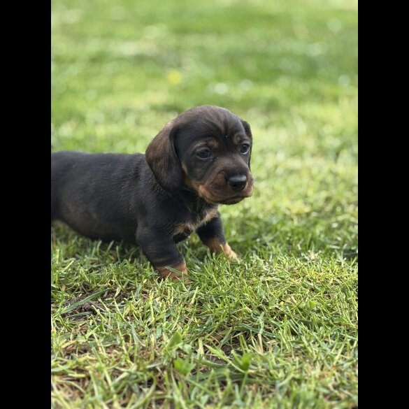 Dachshund (Wire Haired)