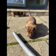 Dachshund (Wire Haired)