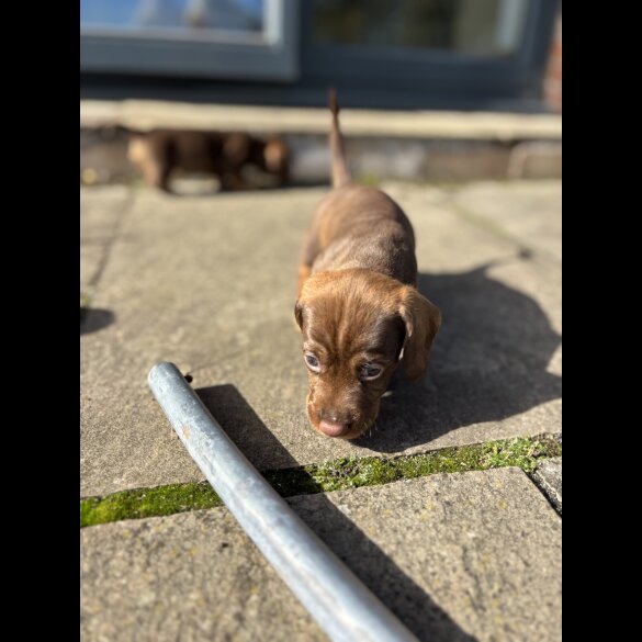 Dachshund (Wire Haired)