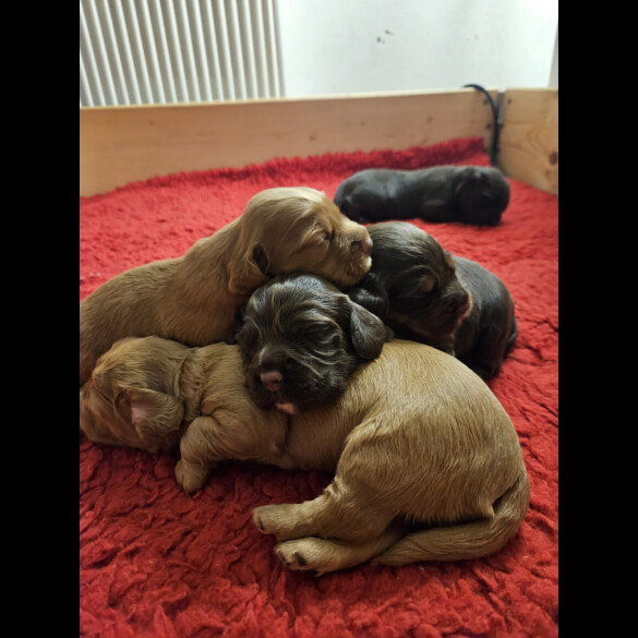Working Cocker Spaniel