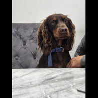 Working Cocker Spaniel
