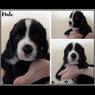 Working Cocker Spaniel
